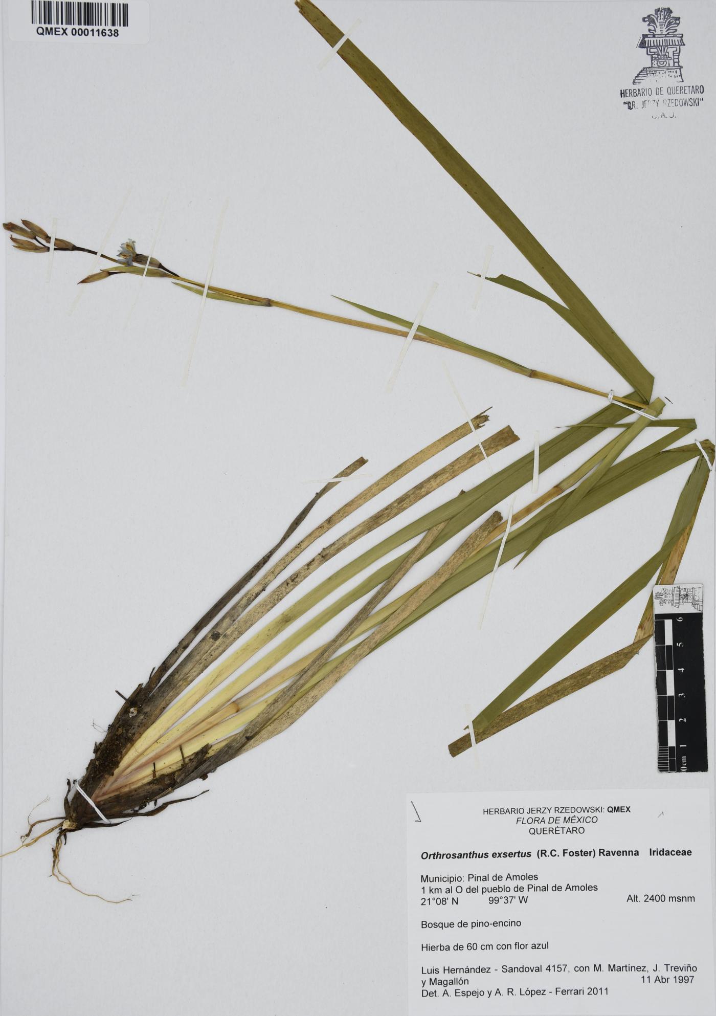 Orthrosanthus exsertus image
